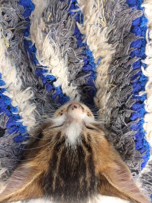 Item #48379251883092317443194330208135156888907821779132589659342184499066859159553 Media