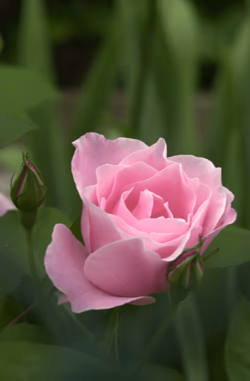 Item #56943947837122673731930897750220814689639948529564795848618456947360700301313 Media