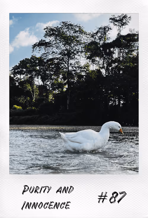 Item #18140997515377128160158968523159996217114177241971252652829514316669668818945 Media