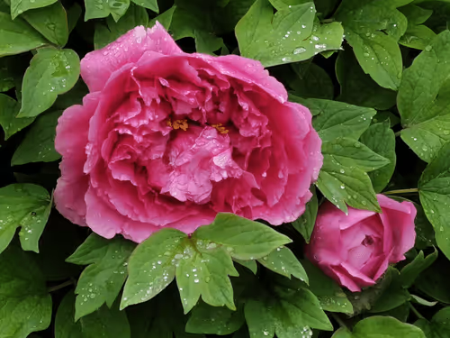 Untitled Collection #61596454