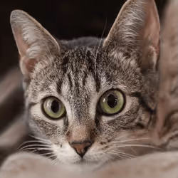 106393158711752592444527764053332067386103257112262188176365272853721546489857