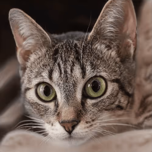 Item #106393158711752592444527764053332067386103257112262188176365272853721546489857 Media