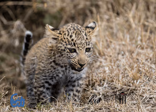 Item #21286616541368493270952273154919658706491111186853565386377985446603378393089 Media