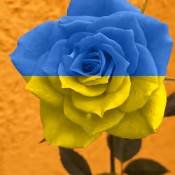 Ukraine rose