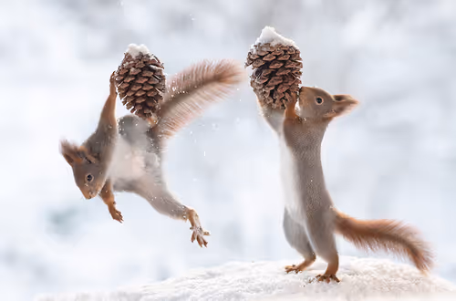 Item #41723246610632705543282218396403645401617984070439185990108432296402992758785 Media