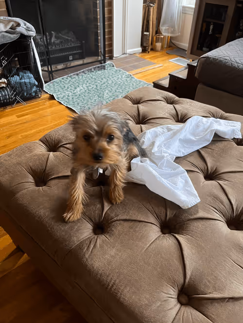 Item #88066140528539479869456014744410398514327997074780151392509103636641497481217 Media