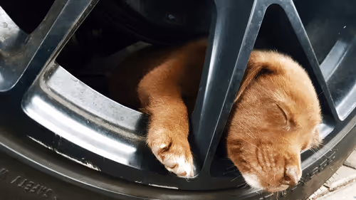 Item #68308237453051749473654171100707299861542778118876328570446620202430244061185 Media