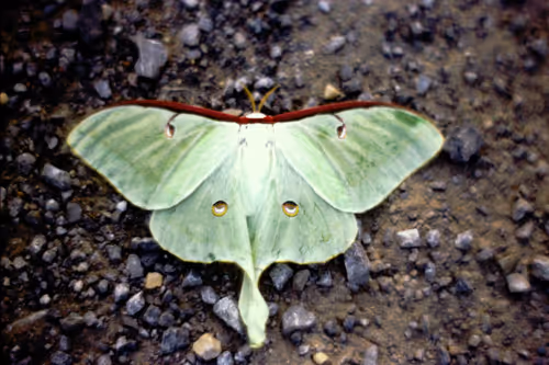 Item #113047771030127017240919341709485116586684509374101894410877815084366717517825 Media