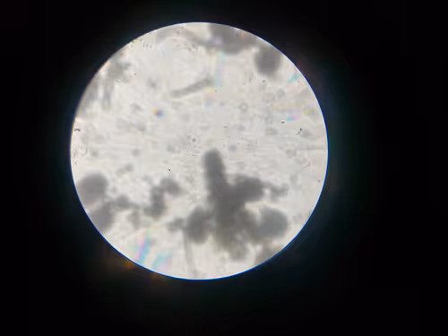 Item #12499860690887257293727532681291822536045842218714555575181684131880184578049 Media