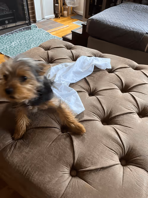 Item #88066140528539479869456014744410398514327997074780151392509103637741009108993 Media