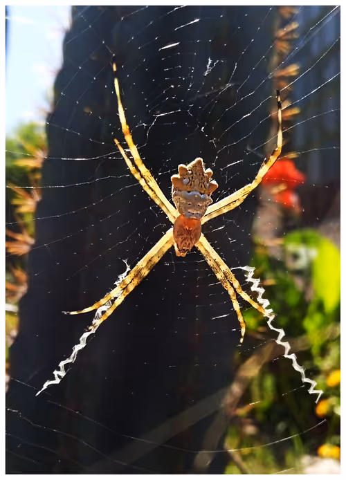 Item #73973569711776105131741528853443444541999587084642105536447614647979774836746 Media