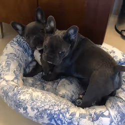 99031261785432219130552668818269695456905868997165113515571762345639510278145