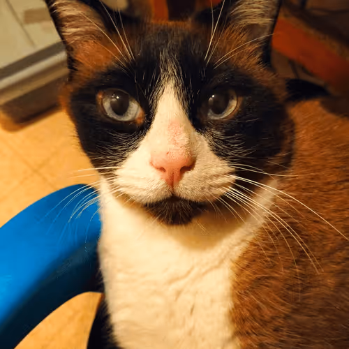 Untitled Collection #529672440