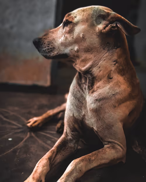 Item #66869618967602468746282682134224071188176977612925683750595185181422964965377 Media