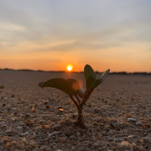 LEBAOQUOC Collection