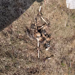 Beast corpse