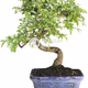 world bonsai Bonsai collection