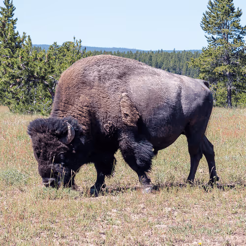 Item #108333172836631629328696584714053398631603269563571358519615745502131685163009 Media