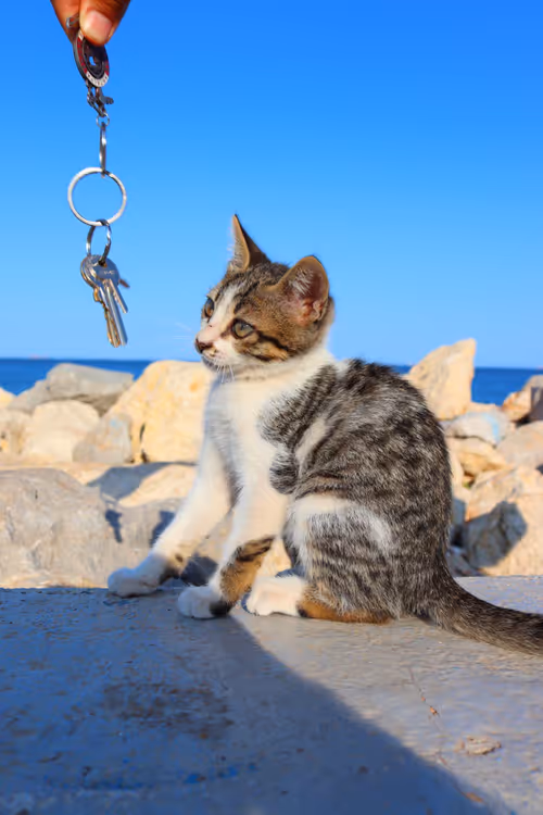 Item #44616301630561974021657187332907259092306651751540590085300476874559974277121 Media