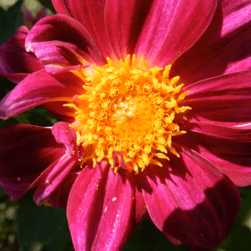 Item #53581876738018030526296833198765097323208142745183468553001527178622595497985 Media