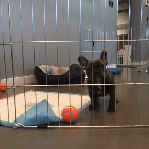 Item #99031261785432219130552668818269695456905868997165113515571762286265882378241 Media