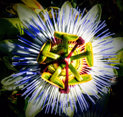 Item #41322400476976183489271531926067885441892787455507443433183053741632853639169 Media