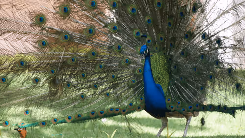 Untitled Collection #112123705