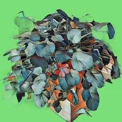 Pelargonium #7