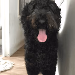 hapoy poodle