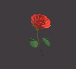 Rose For You