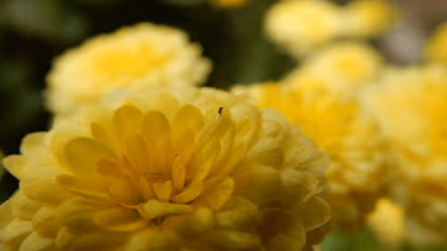 Item #53581876738018030526296833198765097323208142745183468553001527183020642009089 Media