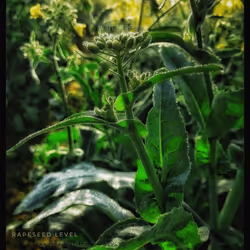 3787080761074609709675817509753112159059746763483256848434353693036338216961