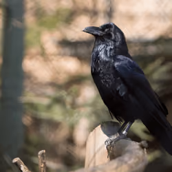 Common Raven NZP-20160307-551CTW
