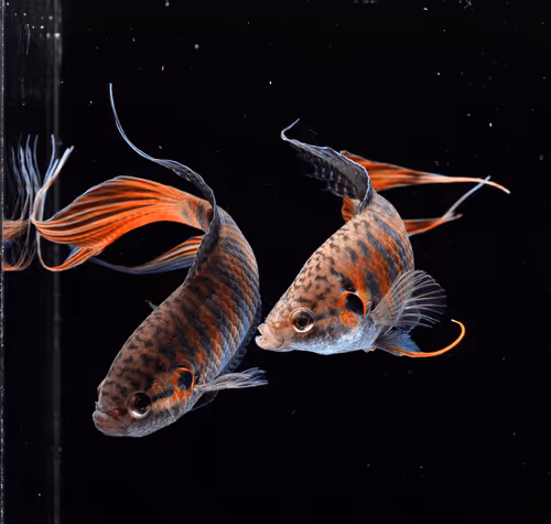 Item #81032937518726781130427896739408939347327063862450356405897967516133361713153 Media