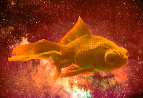 Item #64831065688873909434537665941137318682836571431209528516298654536270690123781 Media