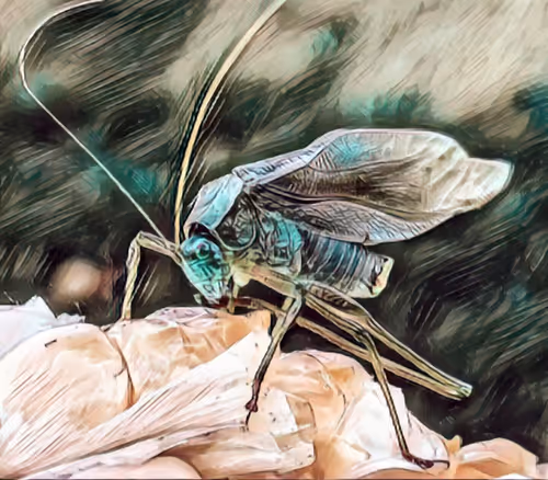 Item #47237781251135923353742950703176233702215495695736078562832556045576358068225 Media