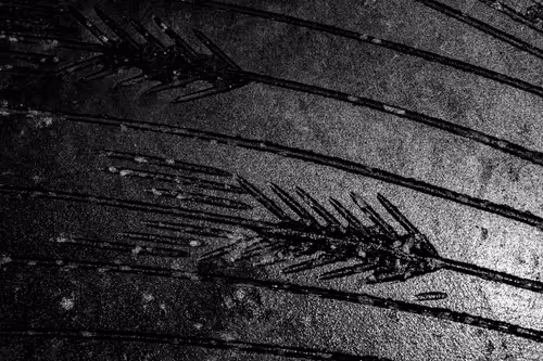 Item #33754622850838459031327478646195069102950540628833691478432418856387779493889 Media