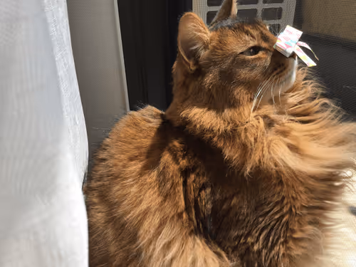 Item #88680272721371285934501562988049178859599418492822572919113237422378705747969 Media