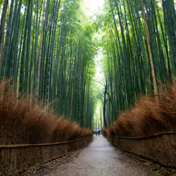 Kyoto #30