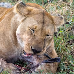 Female lion enjoying her meal