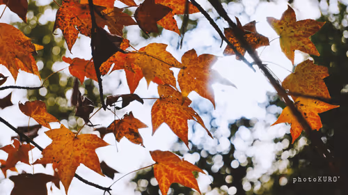 Maple