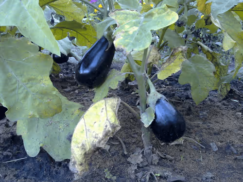 Item #41983459946325006344850038724007157971914249844141491949312559250737347952641 Media