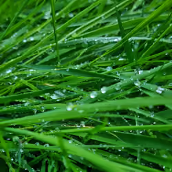 morning grass