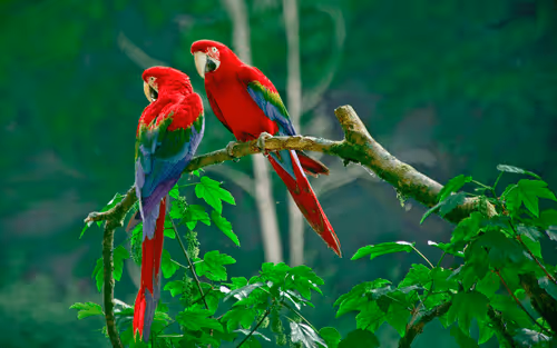 Item #10009359903282094537398543197541078073067770590855434614987939716151430348810 Media