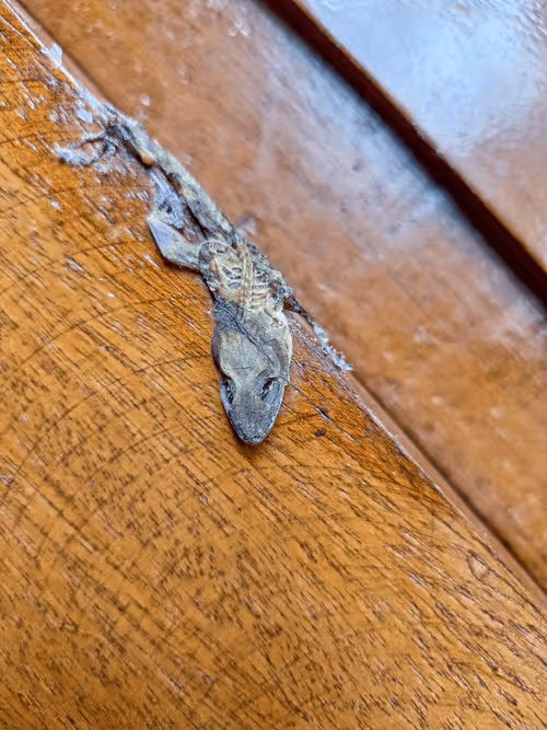 Item #103207922690191299033011497025102770297139918684227212586850432575175590412289 Media