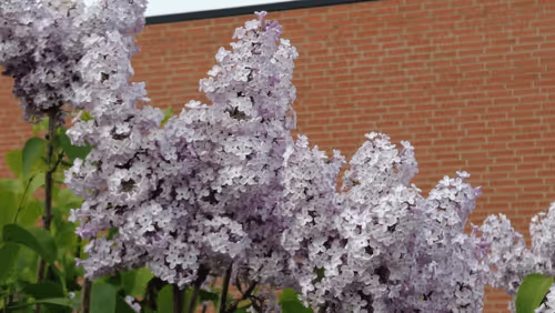 Item #98679578177621649628089872010712381059223698631184272161596299638856063385601 Media