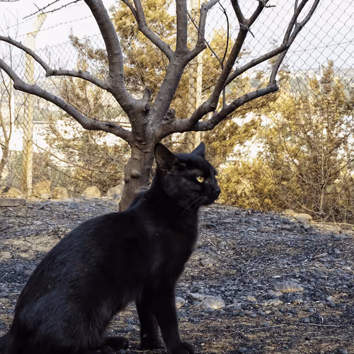 Item #35873152374161071277145740786712931084069607391984224962068592414539659608065 Media