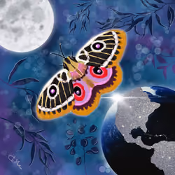 Black and Purple Moth