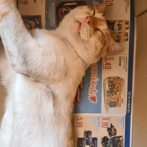 Untitled Collection #60941628