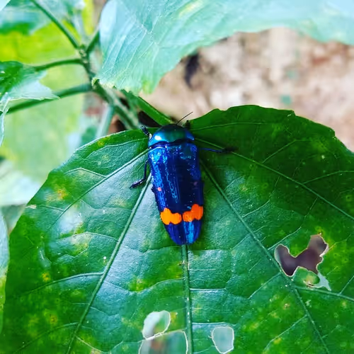 Item #39083204805328424226701303183852423297820358451573401344036649735377232330753 Media